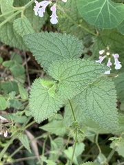 Stachys graciliflora