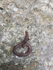 Oligochaeta