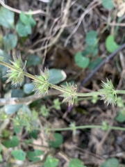 Stachys graciliflora