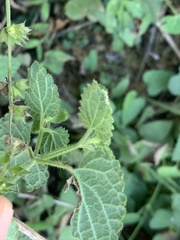 Stachys graciliflora