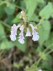 Stachys graciliflora