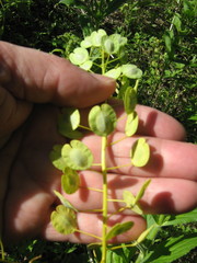 Thlaspi arvense