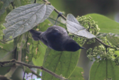 Conirostrum albifrons