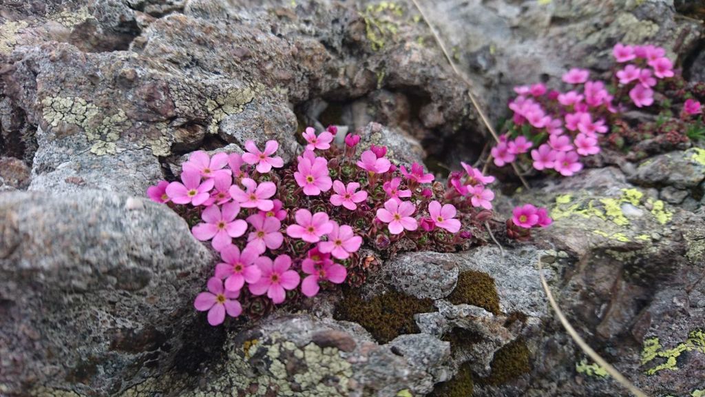 Androsace brevis