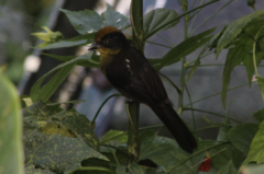 Atlapetes tricolor crassus