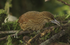 Xiphocolaptes promeropirhynchus