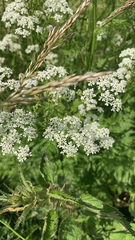 Anthriscus sylvestris