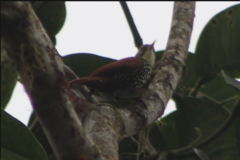 Margarornis squamiger