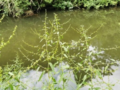 Rumex obtusifolius