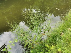 Rumex obtusifolius