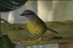 Myiothlypis coronata