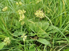 Primula veris