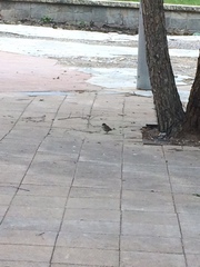 Passer domesticus