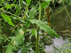 Rumex obtusifolius