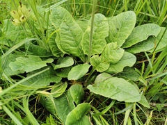 Primula veris