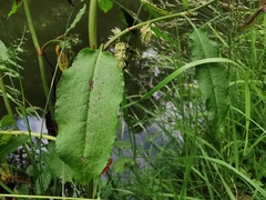 Rumex obtusifolius