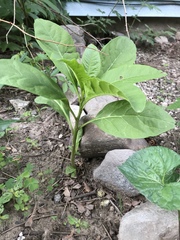 Phytolacca americana