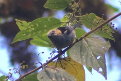 Tangara labradorides