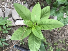 Phytolacca americana