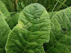 Primula veris