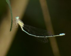 Pseudagrion microcephalum