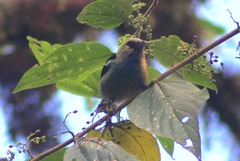 Tangara labradorides