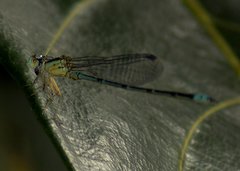 Pseudagrion microcephalum