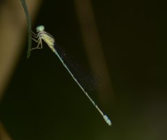 Pseudagrion microcephalum