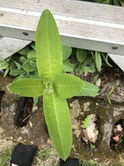 Asclepias syriaca
