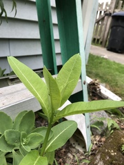 Asclepias syriaca