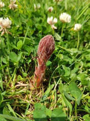 Orobanche minor