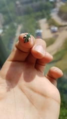 Oedemera nobilis
