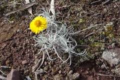 Leucochrysum albicans albicans