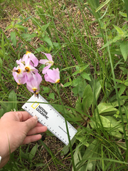 Dodecatheon