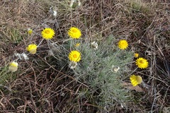 Leucochrysum albicans albicans