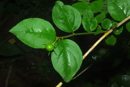 Jasminum streptopus var. transvaalensis image