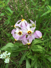 Dodecatheon