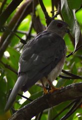Accipiter badius