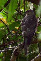Accipiter badius