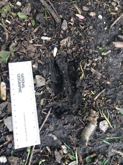 Odocoileus virginianus