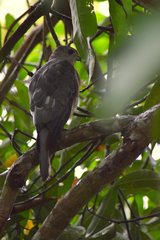 Accipiter badius