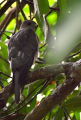 Accipiter badius