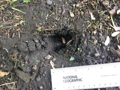 Odocoileus virginianus