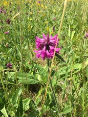 Betonica officinalis