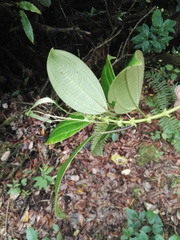 Miconia amplinodis