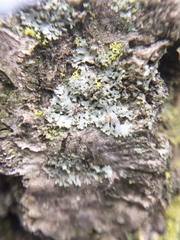 Physcia