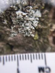 Physcia