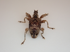 Stephanorhynchus curvipes