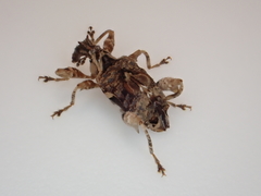 Stephanorhynchus curvipes