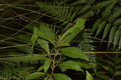 Dodonaea triquetra